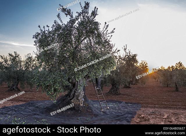 Laborer on the stepladder collecting olives at dawn. Table olives harvest season scene