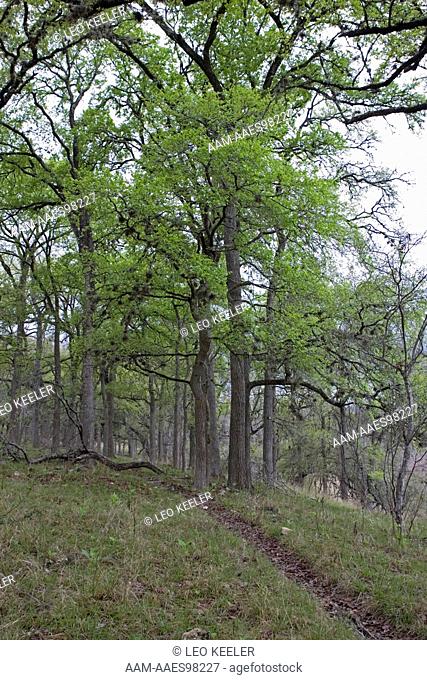 Oak woods trail on Block Creek Natural Area, Comfort Texas