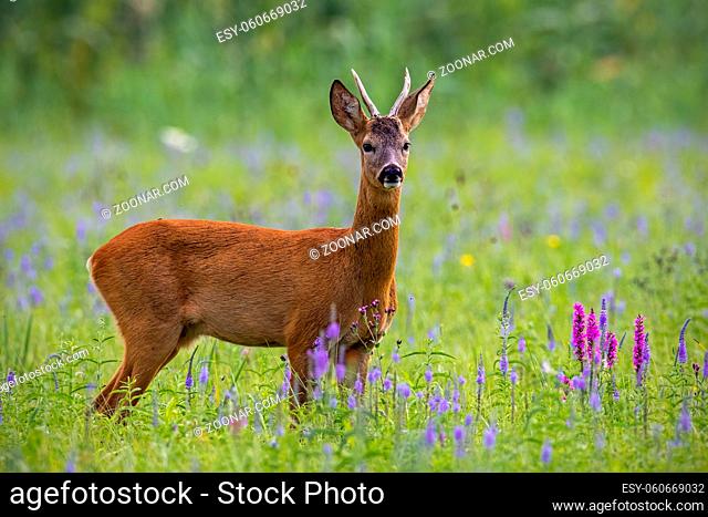 Roe deer, capreolus capreolus, buck in summer on a meadow full of flowers. Roebuck at sunset. Wild animal in natural environment. Cute wild male deer