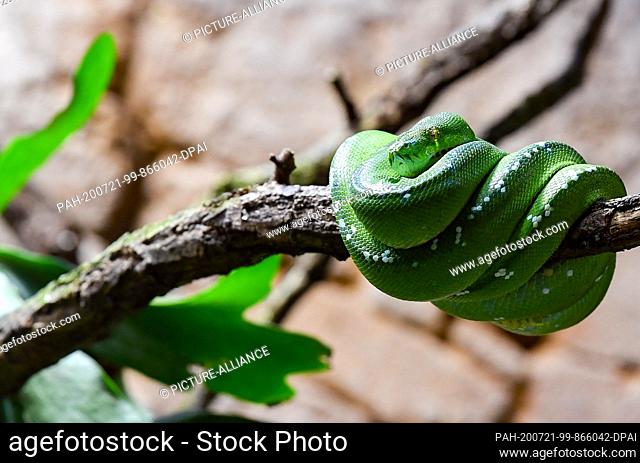 17 July 2020, Berlin: A green tree python, a tree-dwelling snake from the genus of the rhomb pythons, can be seen in the renovated Alfred-Brehm-Haus in the...