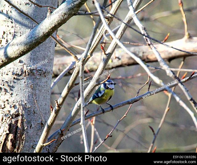A titmouse, great tit or blue tit on the branch of a tree