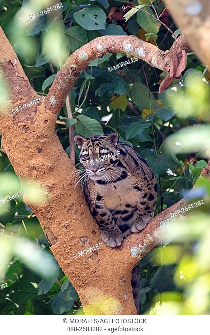 South east Asia, India, Tripura state, Clouded leopard (Neofelis nebulosa)