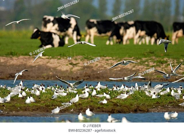 black-headed gull Larus ridibundus, colony, cows in the background, Netherlands, Texel