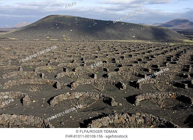 Walls protecting vines growing in volcanic lapilli, La Geria, Lanzarote, Canary Islands