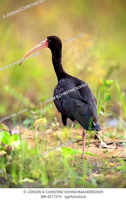 Bare-faced ibis (Phimosus infuscatus), adult, Pantanal, Mato Grosso, Brazil