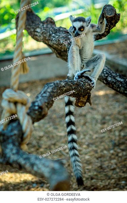 monkey lemur with striped tail sitting on a branch