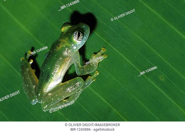 Tree frog Ranita De Cristal (Cochranella granulosa), Nicaragua