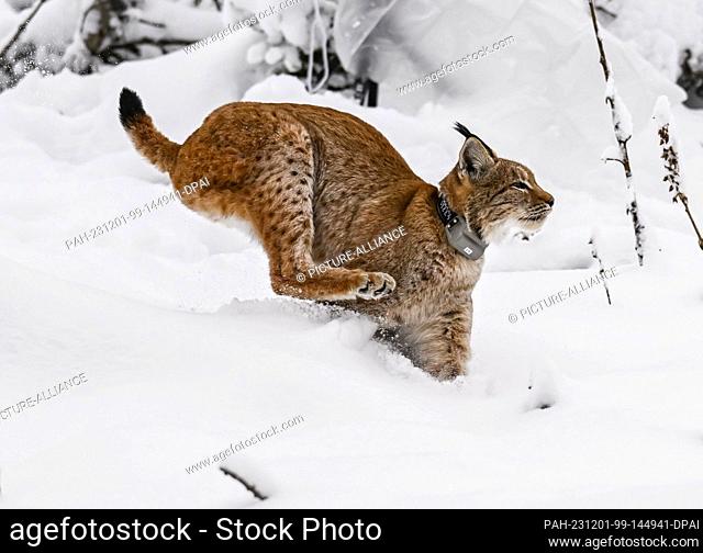 01 December 2023, Baden-Württemberg, Gernsbach: Lynx cat Finja runs into the snowy Black Forest after opening the transport box