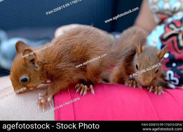 12 August 2020, France, Rémering-Les-Puttelange: Squirrels crawl over one leg of squirrel nurse Monika Pfister, who takes care of a dozen of the little rodents...