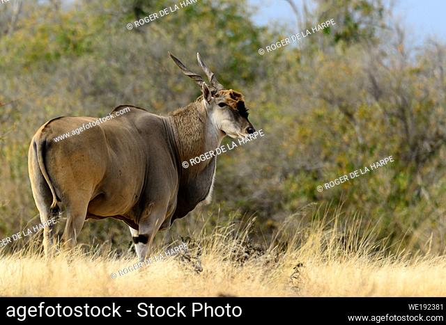 Common eland , also known as the southern eland or eland antelope (Taurotragus oryx). Mashatu Game Reserve. Northern Tuli Game Reserve. Botswana