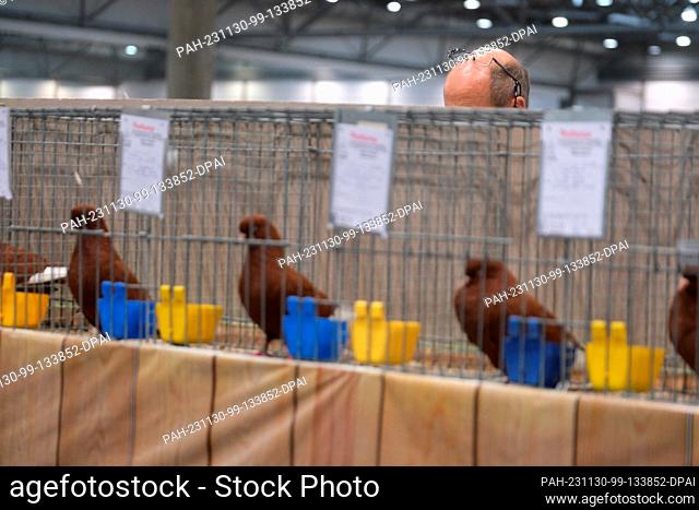 30 November 2023, Saxony, Leipzig: A judge at cages with pedigree pigeons on display. From December 1 to 3, 2023, the 127th Lipsia Federal Show and the 27th...