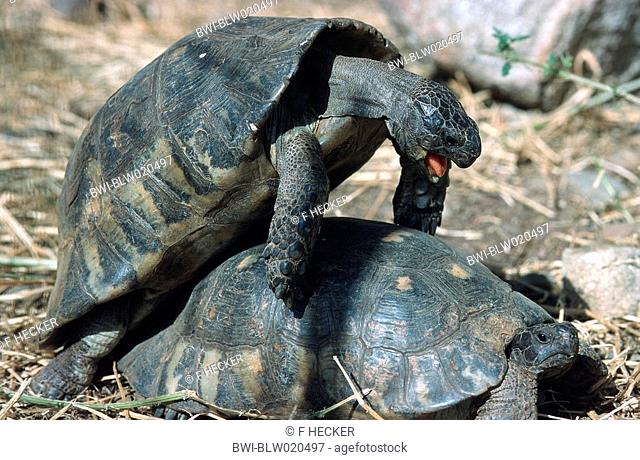 margined tortoise, marginated tortoise Testudo marginata, copulation