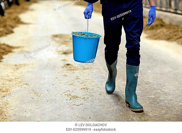 agriculture industry, farming, people and animal husbandry concept - man or farmer with bucket of hay walking along cowshed on dairy farm