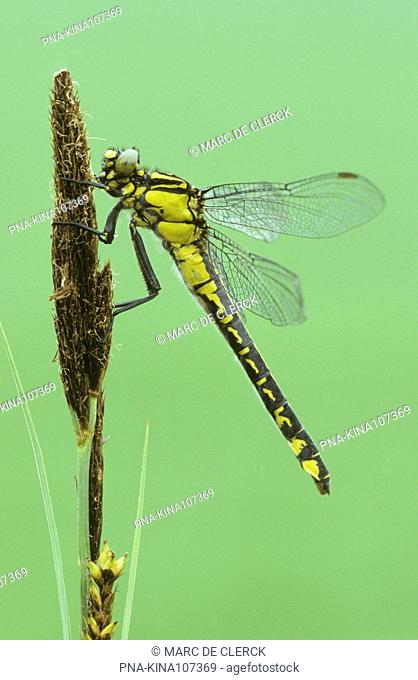 Club-tailed Dragonfly Gomphus vulgatissimus - Champagne-Ardenne, France, Europe
