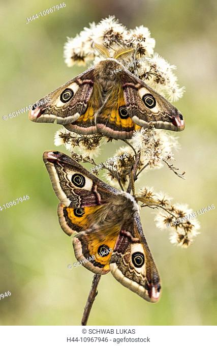 Animal, Insect, Moth, Small Emperor Moth, male, Lepidoptera, Saturniidae, Saturniinae, Saturnia pavonia, Switzerland