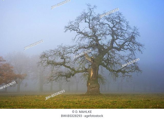 common oak, pedunculate oak, English oak (Quercus robur), old oak in mist, Germany, Hesse, Beberbeck
