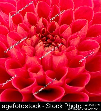 Dahlia, Close-up of red coloured flower showing petal pattern