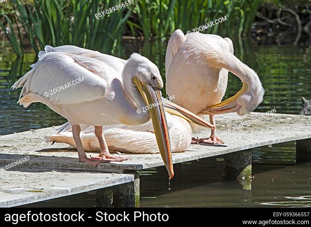 Drei rosa Pelikane auch Pelecanus onocrotalus genannt sonnen sich auf einer Plattform am Tümpel