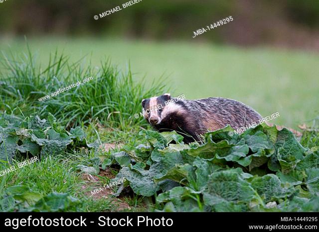 Badger (Meles meles), spring, April, Hesse, Germany, Europe