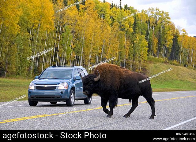 Wood bison (Bos bison athabascae) adult, walking on highway next to car, Muskwa Mountains, Muskwa Kechika, Northern Rockies, B. C. Canada, autumn