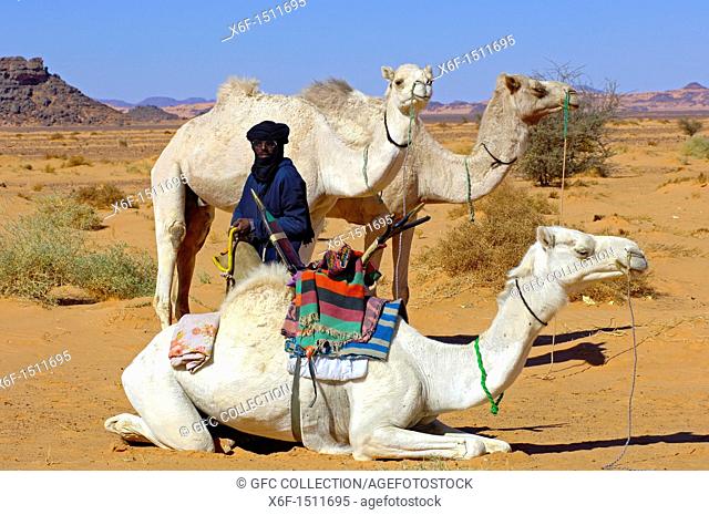 Tuareg nomad with his Mehari dromedaries at a resting place, Acacus Mountains, Sahara desert, Libya