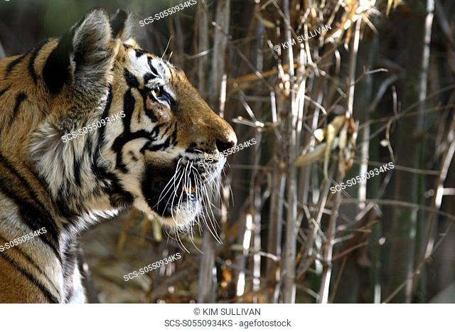 Bengal Tiger Panthera tigris tigris wild adult female, critically endangered Bandhavgarh Tiger Reserve, India