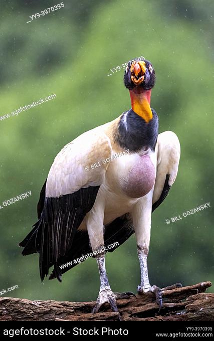 King vulture (Sarcoramphus papa) - La Laguna del Lagarto Eco-Lodge, Boca Tapada, Costa Rica