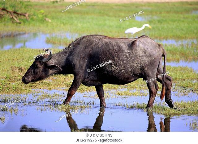 Water Buffalo, (Bubalis bubalis), adult in water with Cattle Egret, (Bubulcus ibis), Bundala Nationalpark, Sri Lanka, Asia