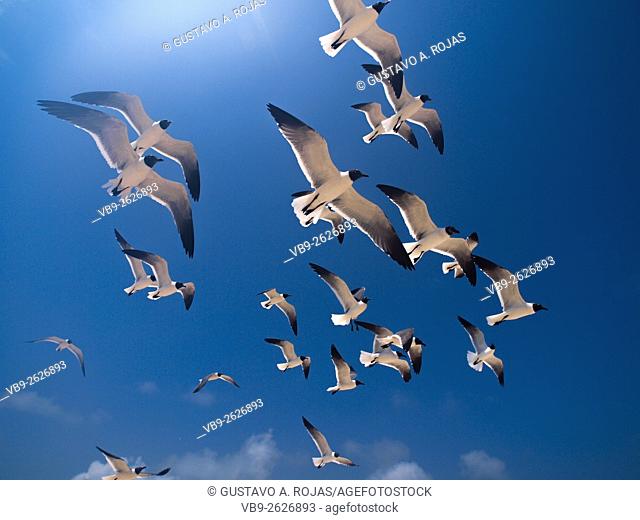 full Animal Themes Flying, Gulls Bonaparte 1 Animal Flying Gull Bonaparte in sky (Chroicocephalus philadelphia), South America archipiélago Los Roques...
