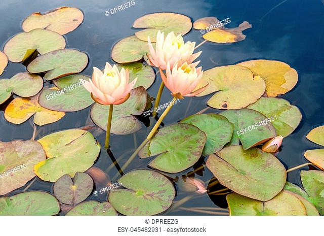 Pond with waterlilies