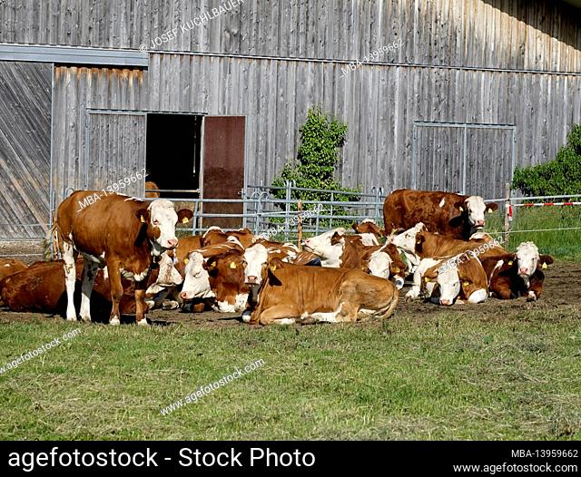 Germany, Bavaria, Upper Bavaria, agriculture, cowshed, in front of it a group of cows outdoors
