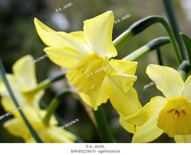 daffodil (Narcissus 'Pipit', Narcissus Pipit), Jonquilla daffodil, cultivar Pipit