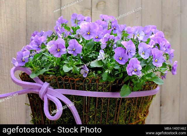 purple horned violet (viola cornuta) in a pot with a bow