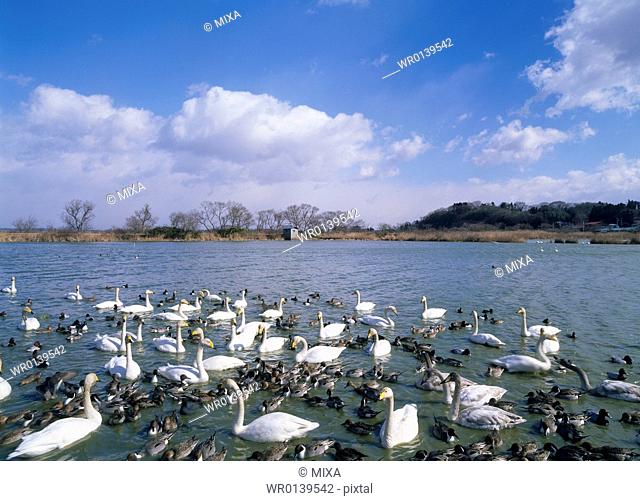 Swan, Tome, Miyagi, Japan