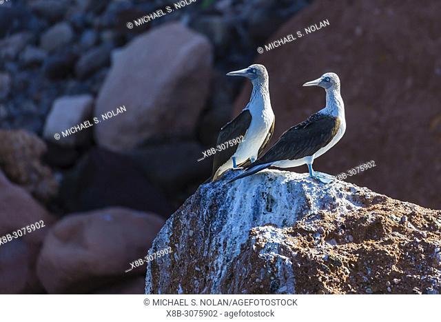 A pair of adult Blue-footed boobies, Sula nebouxii, Bahia San Gabrial, BCS, Mexico
