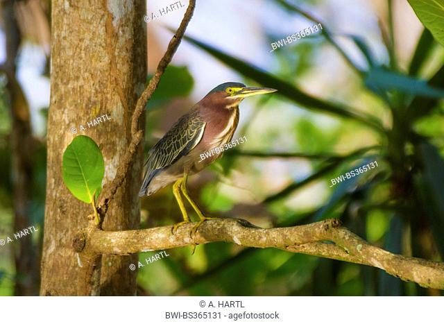 Green-backed Heron, Green Backed Heron (Butorides spinosa), sitting on a tree, Costa Rica