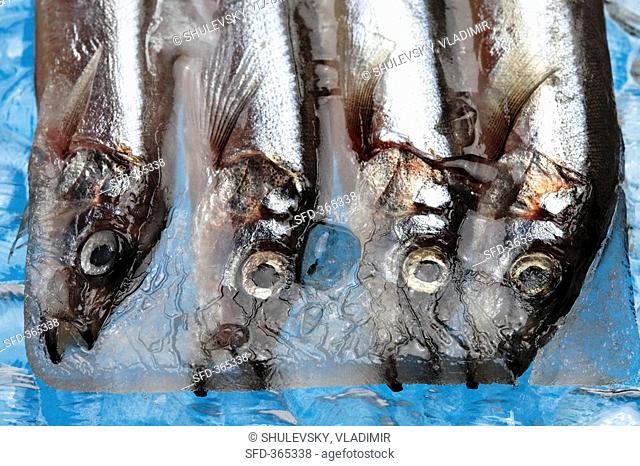 Anchovies in a block of ice