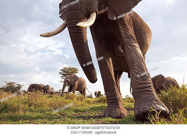African elephant (Loxodonta africana) investigating with it's trunk -wide angle perspective-, Maasai Mara National Reserve, Kenya