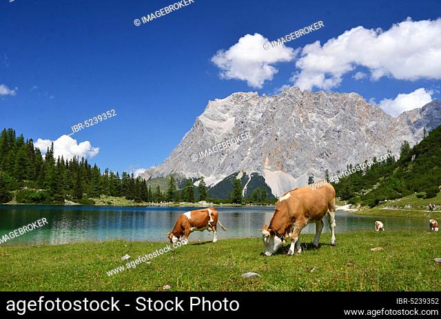 Mountain lake, summer, cows, Ehrwalder Alm, Seebensee, Zugspitze, Tyrol, Austria, Europe