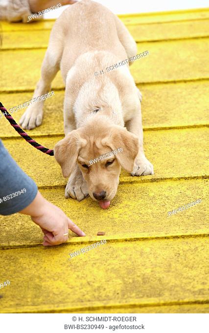 Labrador Retriever (Canis lupus f. familiaris), puppy is enticed over an A wall