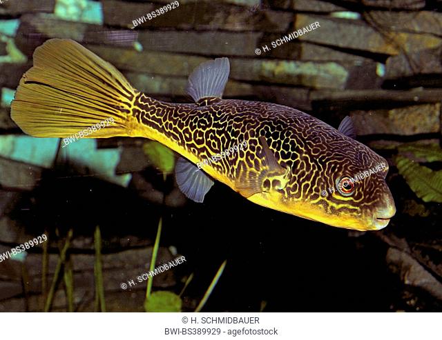 Green pufferfish, Gold Ringed Puffer (Tetraodon mbu), swimming