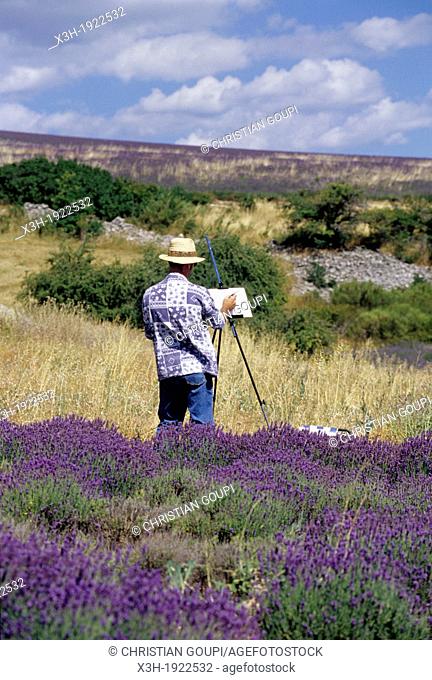 painter in lavender field around Ferrassieres, Drome department, region of Rhone-Alpes, France, Europe