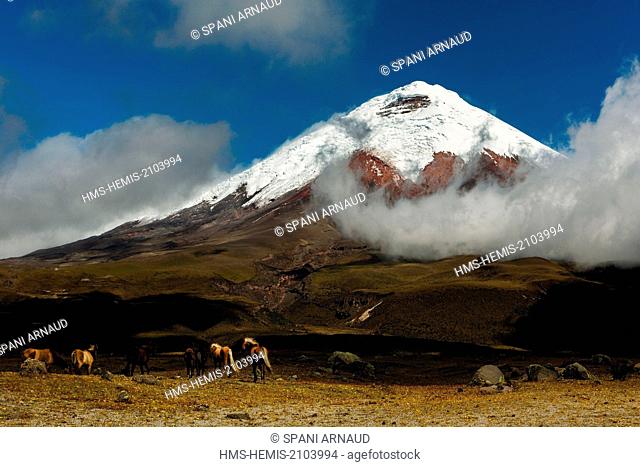 Ecuador, Cotopaxi, Cotopaxi National Park, wild horses in the surrounding steppes of the snow-capped Cotopaxi volcano