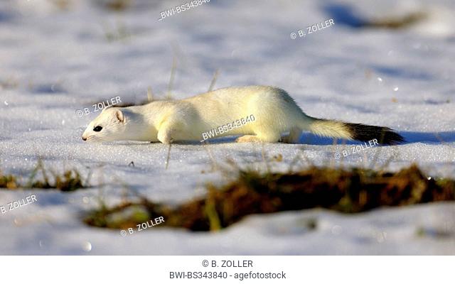 ermine, stoat (Mustela erminea), picking up the scent in the snow, Germany, Baden-Wuerttemberg, Swabian Alb