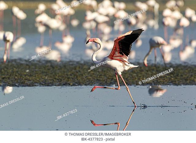 Greater Flamingo (Phoenicopterus roseus), running, Laguna de Fuente de Piedra, Málaga province, Andalusia, Spain