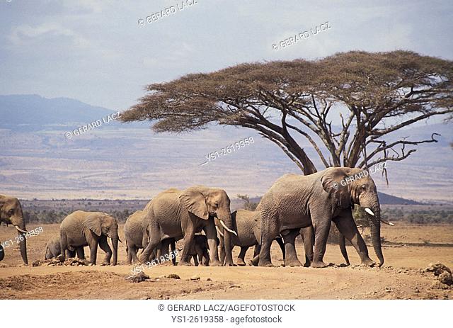 African Elephant, loxodonta africana, Herd walking throught Masai Mara Park in Kenya