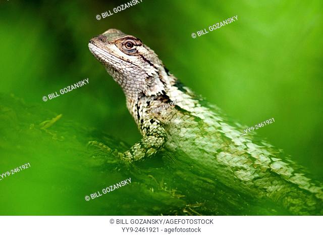 Texas Spiny Lizard (Sceloporus olivaceus) - Camp Lula Sams - Brownsville, Texas USA