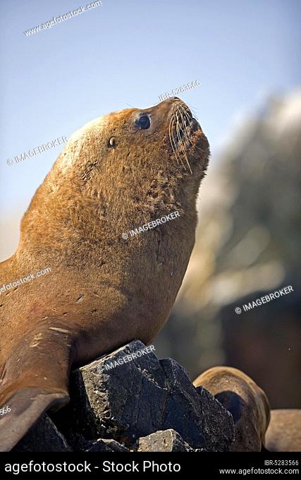 South american sea lion (otaria byronia) or southern sea lion, male on rocks, Paracas National Park in Peru