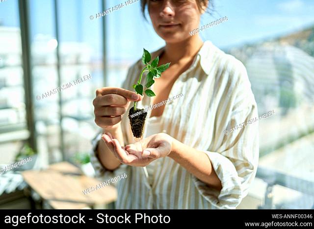 Woman holding basil sprout at home