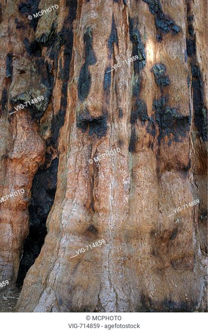 giant sequoia, giant redwood (Sequoiadendron giganteum), USA, California  - Kalifornien, USA, 13/04/2005